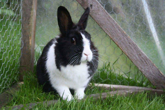 Frimousse adoptée par Clémence et issue de la 1ère portée de lapins de l'élevage en 2011